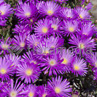 LAMPRANTHUS